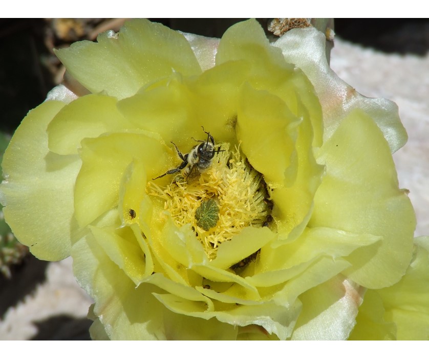 Plains Pricklypear